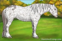 Horse Color:Liver Red Roan Appaloosa 