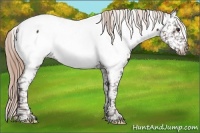 Horse Color:Liver Chestnut Appaloosa 