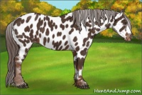 Horse Color:Liver Chestnut Near Leopard 