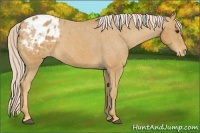 Horse Color:Palomino Sabino Blanket Rabicano 