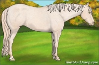 Horse Color:Gold Champagne Sabino Varnish Rabicano 