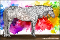 Horse Color:Brown Appaloosa 
