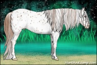 Horse Color:Chestnut Near Leopard 
