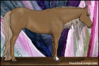 Horse Color:Chocolate Palomino 