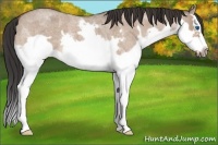 Horse Color:Bay Roan Dun Splash Frame 