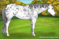 Horse Color:Blue Ice Roan Splash Frame Appaloosa 