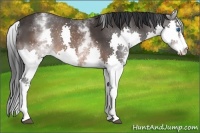 Horse Color:White Spotted Brown Splash 