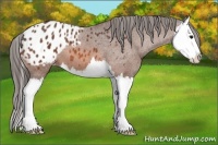 Horse Color:Bay Splash Appaloosa 
