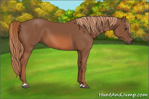 Horse Color: Unknown 