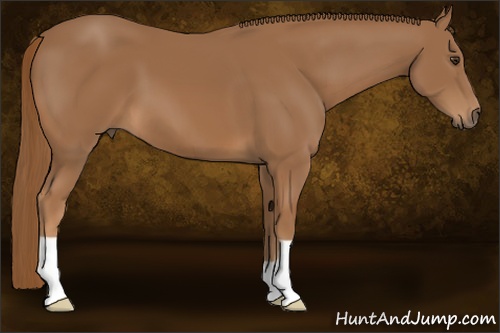 Horse Color: Chestnut 