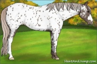 Horse Color:Silver Black Near Leopard 