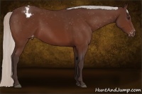 Horse Color:Silver Bay Sabino Blanket Rabicano 