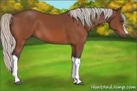 Horse Color:Silver Bay 