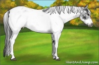 Horse Color:Black Sabino Frame Appaloosa Rabicano