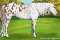 Horse Color:Chestnut Appaloosa