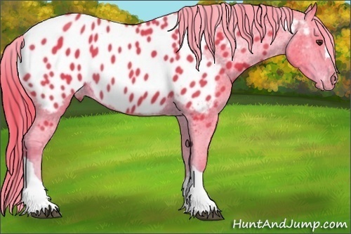 Horse Color:Watercolor Liver Chestnut Near Leopard 