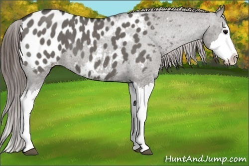 Horse Color: Grullo Roan Splash Blanket 
