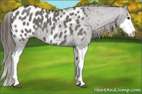 Horse Color:Grullo Roan Splash Appaloosa 