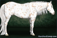 Horse Color:Silver Sable Champagne Appaloosa 