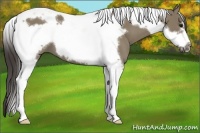 Horse Color:Smoky Grullo Tobiano Frame 