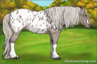 Horse Color:Silver Grullo Appaloosa Rabicano 