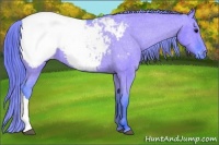 Horse Color:Watercolor Grullo Appaloosa 