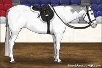 Horse Color:Black Splash Appaloosa 