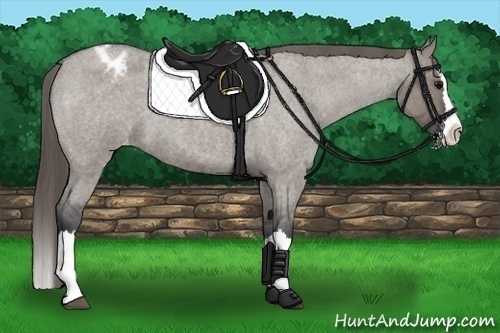 Horse Color:Grullo Roan Sabino Splash Blanket