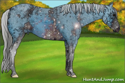 Horse Color: ERROR: UNKNOWN ANOMALY