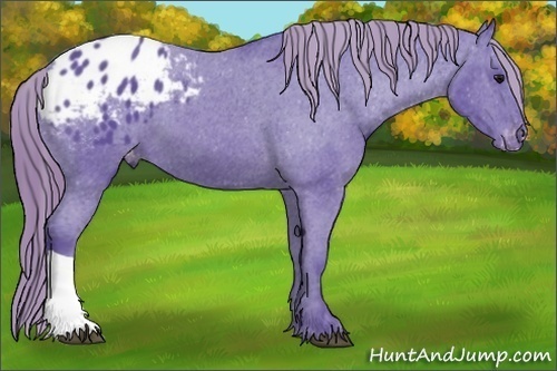 Horse Color:Watercolor Smoky Black Appaloosa