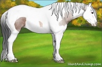 Horse Color:Bay Roan Splash Tobiano