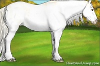 Horse Color:Palomino Dun Sabino