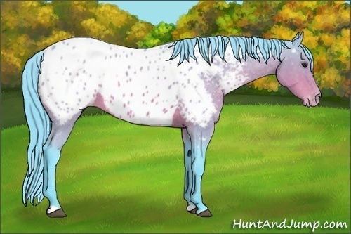 Horse Color:Watercolor Bay Tobiano Appaloosa