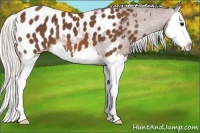 Horse Color:Silver Brown Splash Appaloosa 