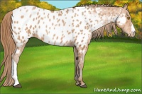 Horse Color:Bay Pearl Blanket 