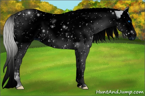 Horse Color: ERROR: UNKNOWN ANOMALY