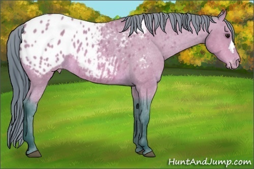 Horse Color:Watercolor Bay Roan Appaloosa 