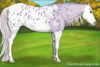 Horse Color:Watercolor Silver Black Splash Appaloosa 