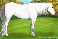 Horse Color:White Spotted Bay Appaloosa 