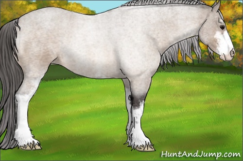 Horse Color: Buckskin Roan Sabino 