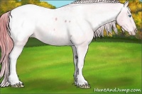 Horse Color:Watercolor Buckskin Pearl Snowcap 