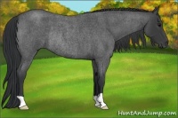 Horse Color:Blue Roan Rabicano 