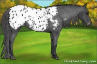 Horse Color:Black Appaloosa 