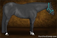 Horse Color:Black Rabicano 