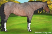 Horse Color:Brown Roan Rabicano