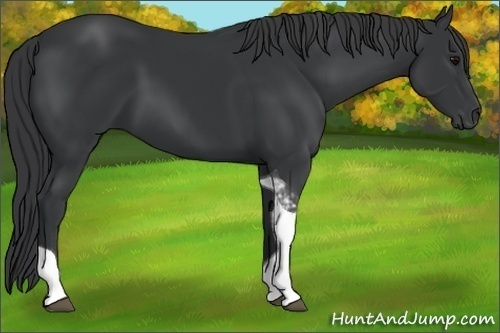 Horse Color: Black Tobiano 