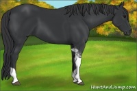 Horse Color:Black Tobiano 