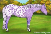 Horse Color:Watercolor Silver Bay Tobiano Appaloosa 