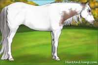 Horse Color:Bay Splash Tobiano Frame Blanket 