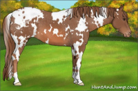 Horse Color:White Spotted Chestnut Blanket 